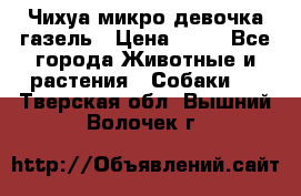 Чихуа микро девочка газель › Цена ­ 65 - Все города Животные и растения » Собаки   . Тверская обл.,Вышний Волочек г.